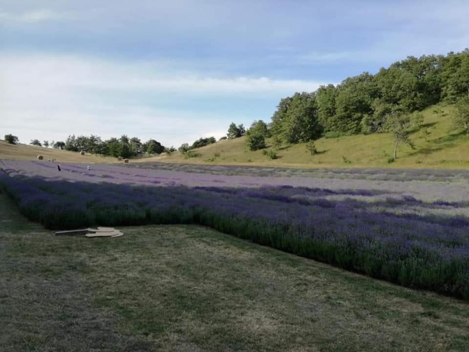 B&B I Girasoli Monte San Pietro ภายนอก รูปภาพ
