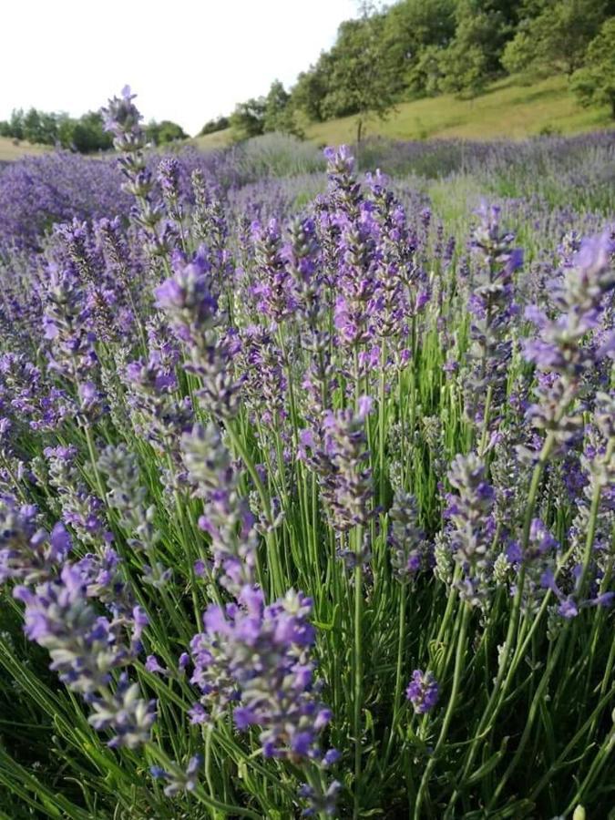 B&B I Girasoli Monte San Pietro ภายนอก รูปภาพ
